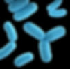 Image by CDC